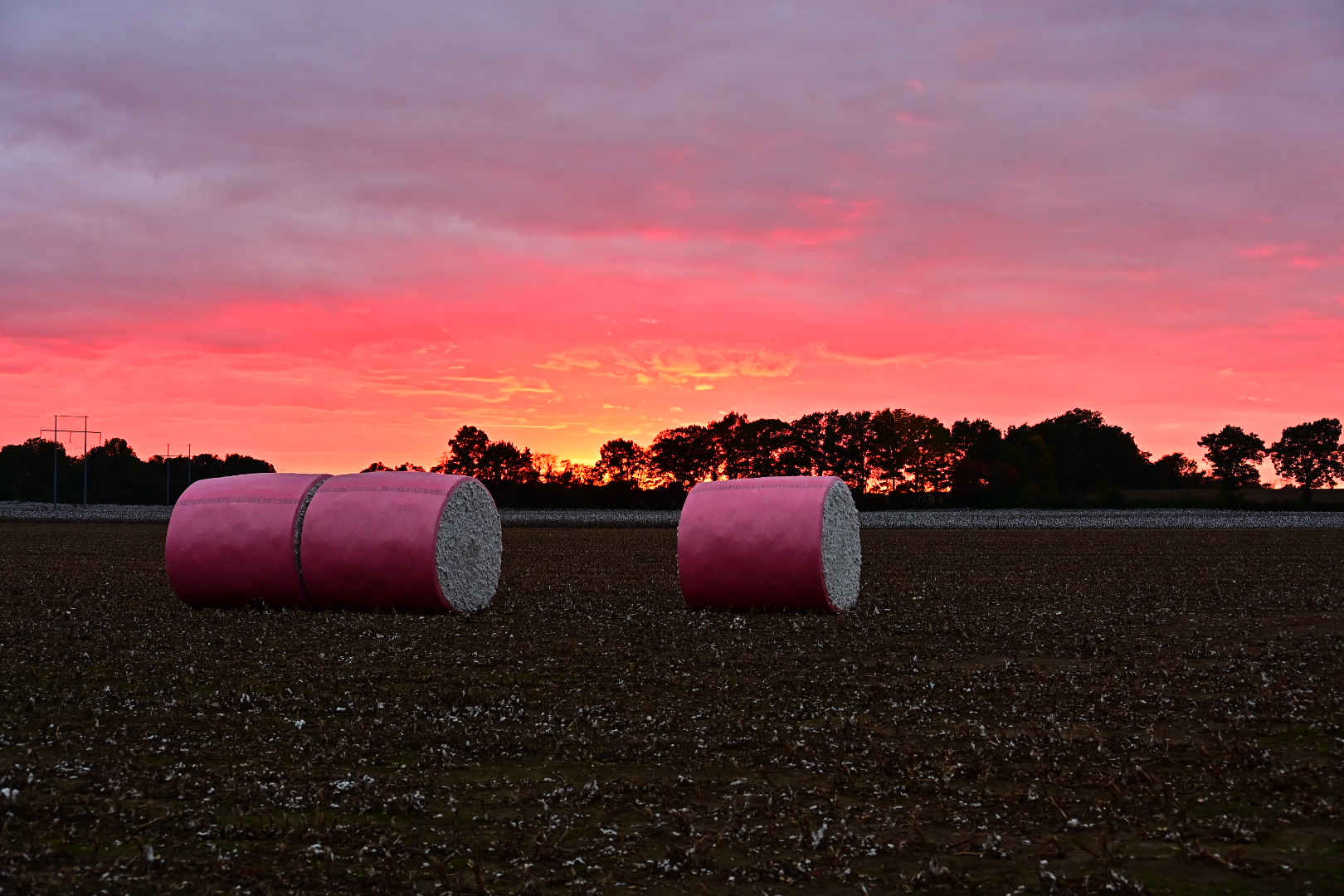 Sunset Over Cotton Field, October 2021